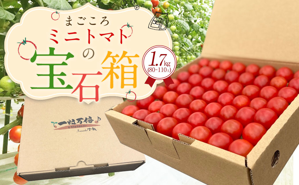 まごころ ミニトマト の宝石箱 1.7kg（約80～110玉）サンチェリーピュア 