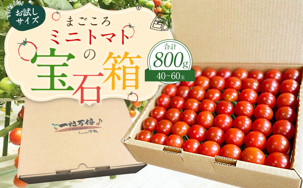 お試しサイズ まごころミニトマトの宝石箱 800g (約40～60玉) サンチェリーピュア