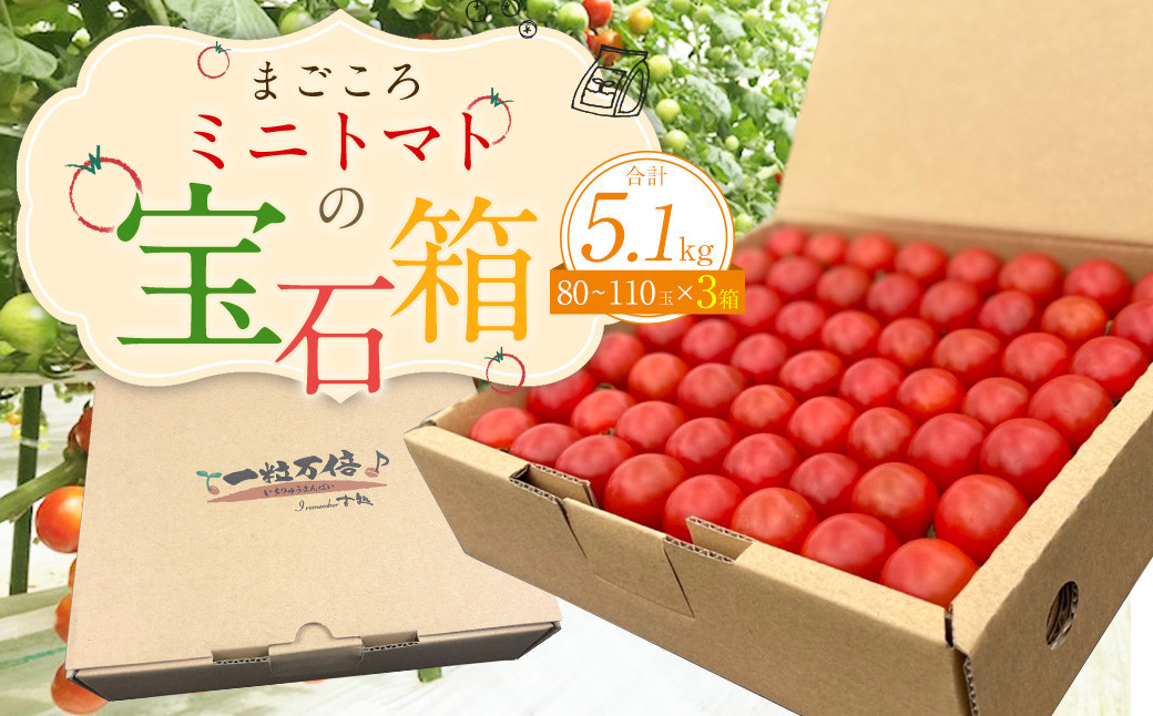 まごころ ミニトマト の宝石箱 1.7kg(約80～110玉)×3箱 計5.1kg サンチェリーピュア